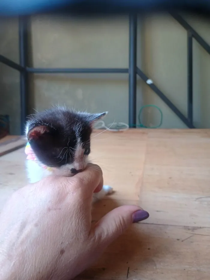 Gato ra a SRD-ViraLata idade 2 a 6 meses nome Malhada