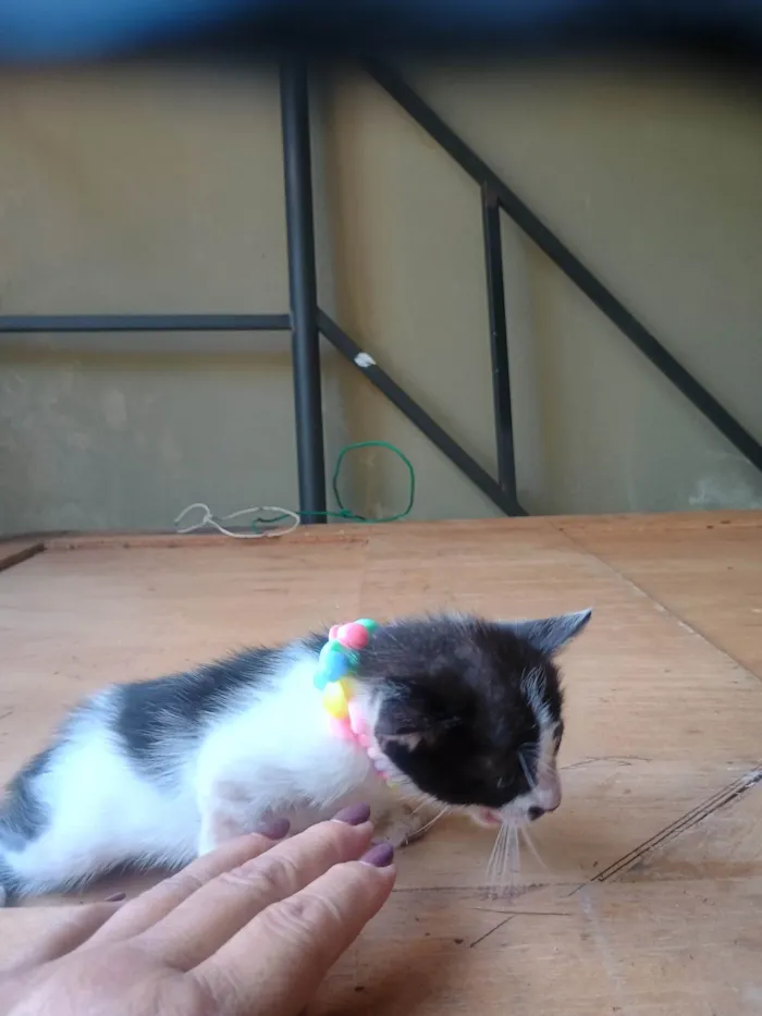 Gato ra a SRD-ViraLata idade 2 a 6 meses nome Malhada