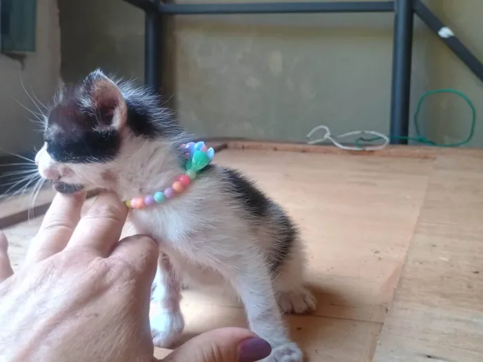 Gato ra a SRD-ViraLata idade 2 a 6 meses nome Malhada