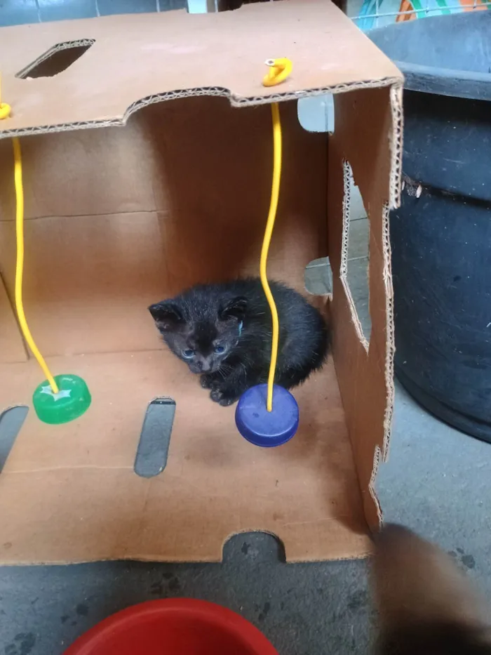 Gato ra a SRD-ViraLata idade 2 a 6 meses nome Neguinha 