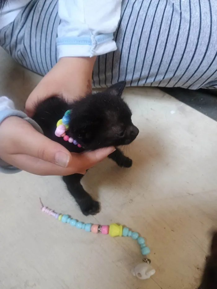 Gato ra a SRD-ViraLata idade 2 a 6 meses nome Neguinha 