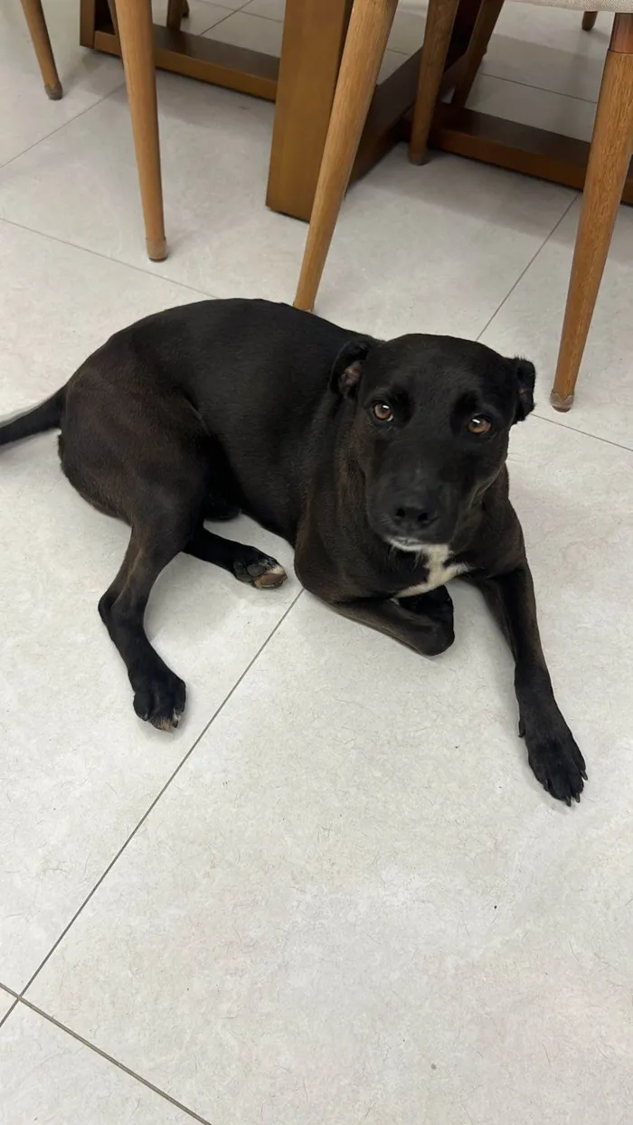 Cachorro raça SRD-ViraLata idade 2 anos nome ENCONTRADO