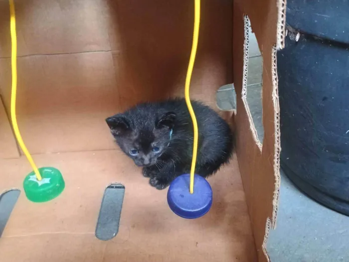 Gato ra a SRD-ViraLata idade 2 a 6 meses nome Neguinha 