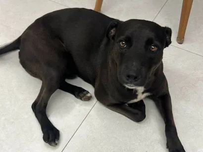 Cachorro raça SRD-ViraLata idade 2 anos nome ENCONTRADO