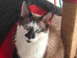 Gato raça Siamês idade 1 ano nome Princesa