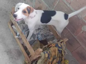Cachorro raça SRD-ViraLata idade 7 a 11 meses nome Mel