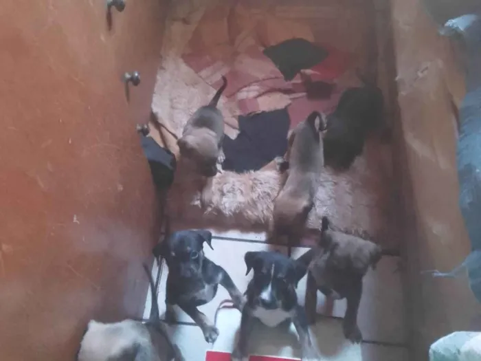 Cachorro ra a SRD-ViraLata idade 2 a 6 meses nome Não tem nomes