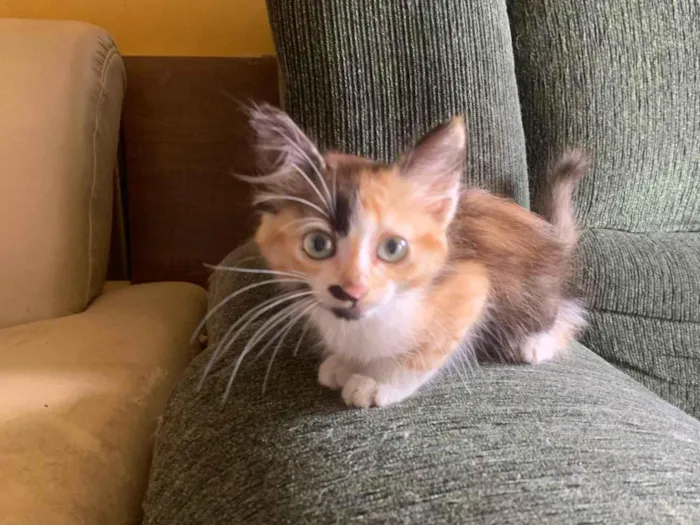 Gato ra a SRD-ViraLata idade Abaixo de 2 meses nome Manuela