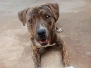 Cachorro raça SRD-ViraLata idade 7 a 11 meses nome Max