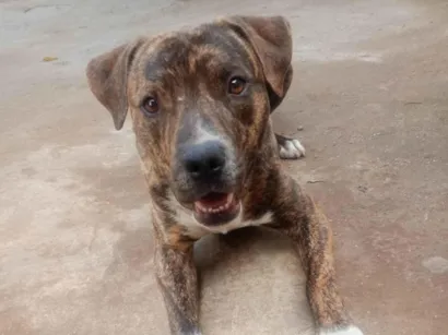Cachorro raça SRD-ViraLata idade 7 a 11 meses nome Max
