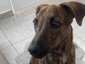 Cachorro raça SRD-ViraLata idade 7 a 11 meses nome Timão 