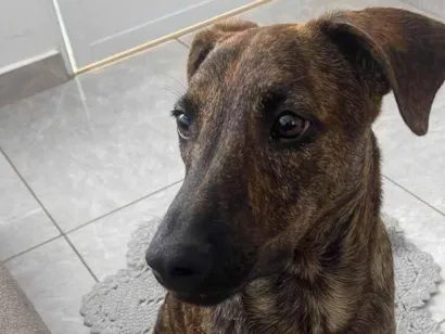 Cachorro raça SRD-ViraLata idade 7 a 11 meses nome Timão 
