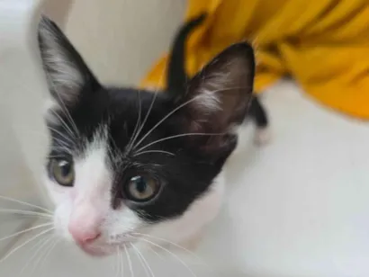 Gato raça SRD-ViraLata idade Abaixo de 2 meses nome Ainda não dei nome