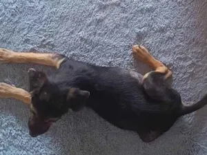 Cachorro raça SRD-ViraLata idade 2 a 6 meses nome Sem nome 