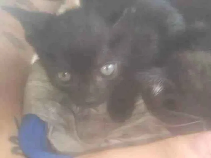 Gato ra a SRD-ViraLata idade Abaixo de 2 meses nome Sem nome 