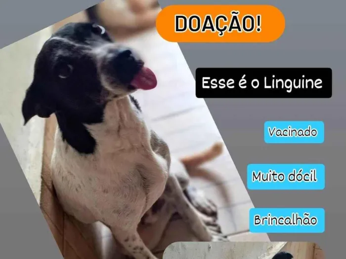 Cachorro ra a SRD-ViraLata idade 5 anos nome Linguine 