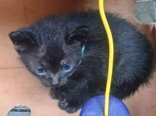 Gato ra a SRD-ViraLata idade 2 a 6 meses nome Neguinha 