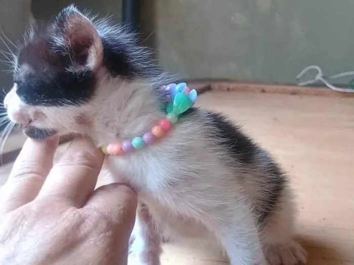Gato ra a SRD-ViraLata idade 2 a 6 meses nome Malhada