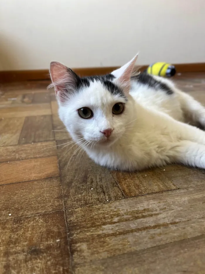 Gato ra a SRD-ViraLata idade 7 a 11 meses nome Oliver 