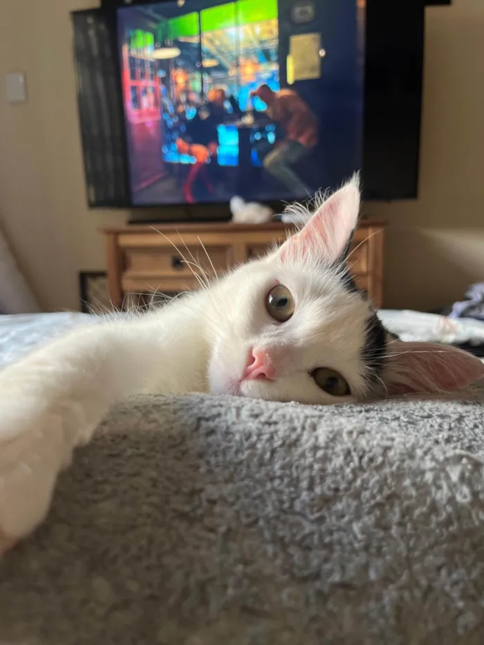 Gato ra a SRD-ViraLata idade 7 a 11 meses nome Oliver 