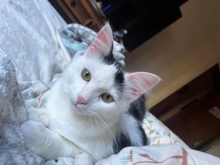 Gato ra a SRD-ViraLata idade 7 a 11 meses nome Oliver 