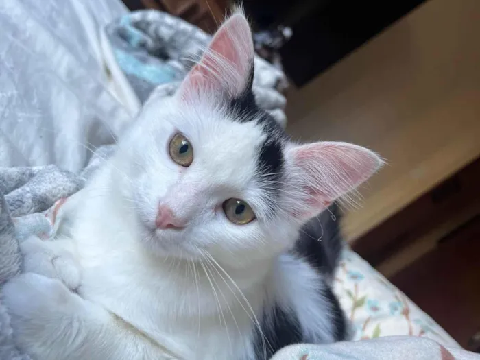 Gato ra a SRD-ViraLata idade 7 a 11 meses nome Oliver 