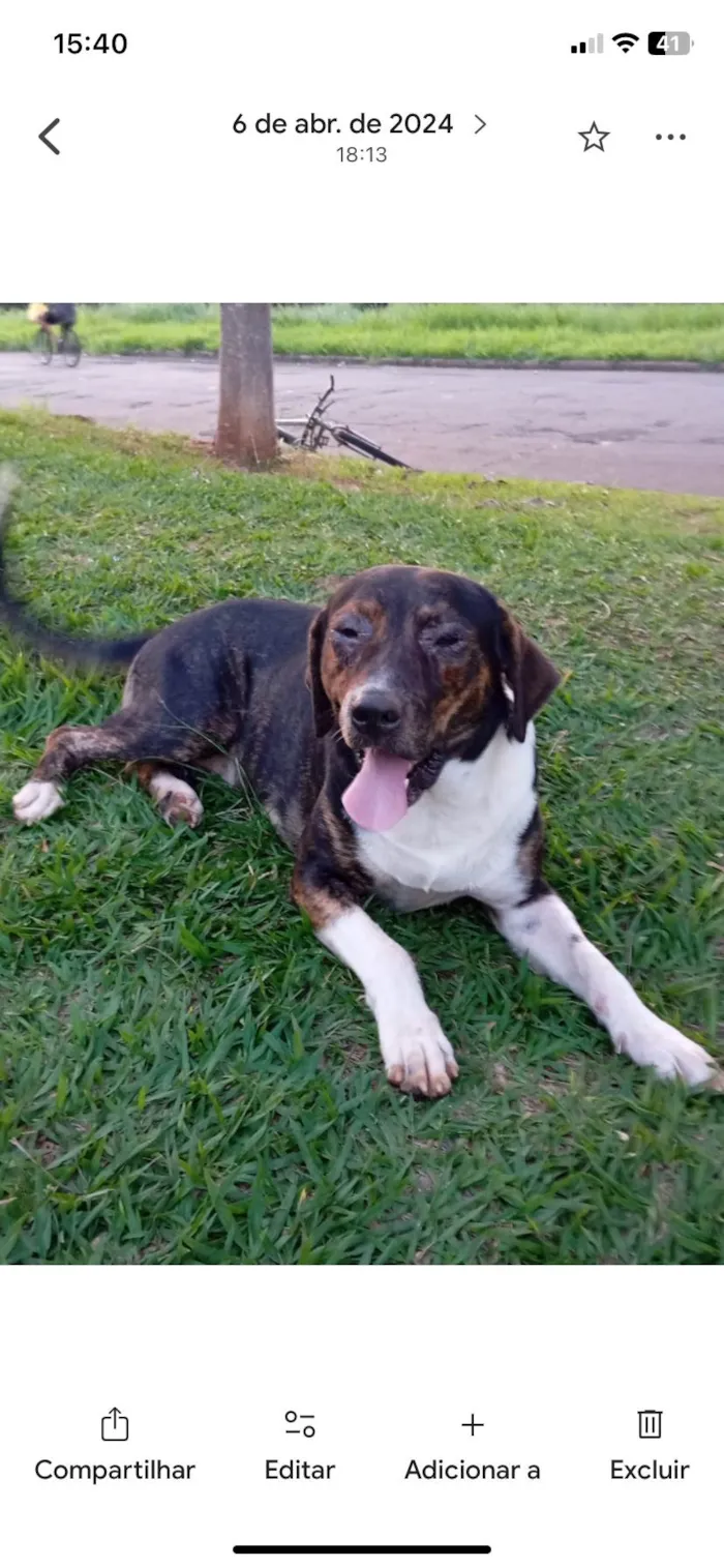 Cachorro ra a SRD-ViraLata idade 4 anos nome Scoby 