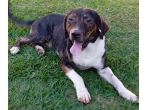 Cachorro raça SRD-ViraLata idade 4 anos nome Scoby 