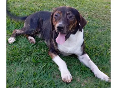 Cachorro raça SRD-ViraLata idade 4 anos nome Scoby 