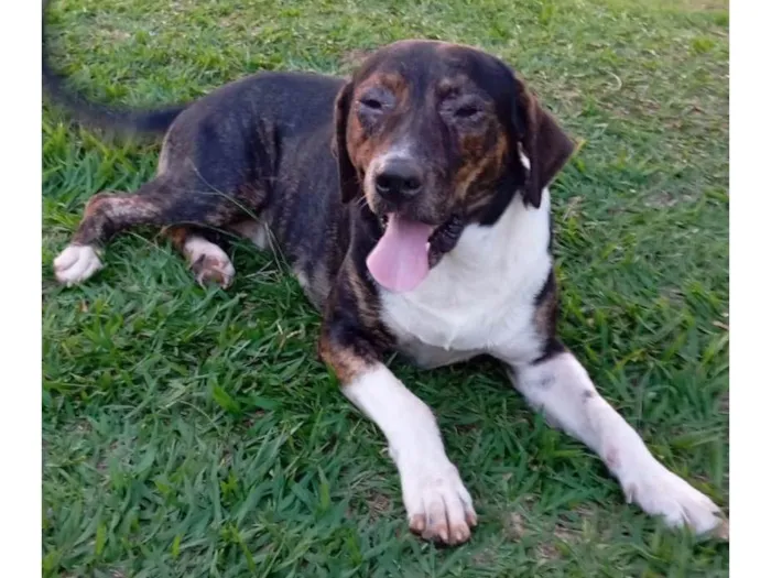 Cachorro ra a SRD-ViraLata idade 4 anos nome Scoby 