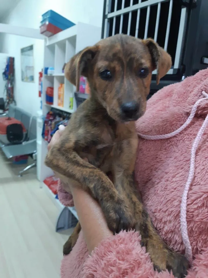 Cachorro raça SRD-ViraLata idade 2 a 6 meses nome Pepita