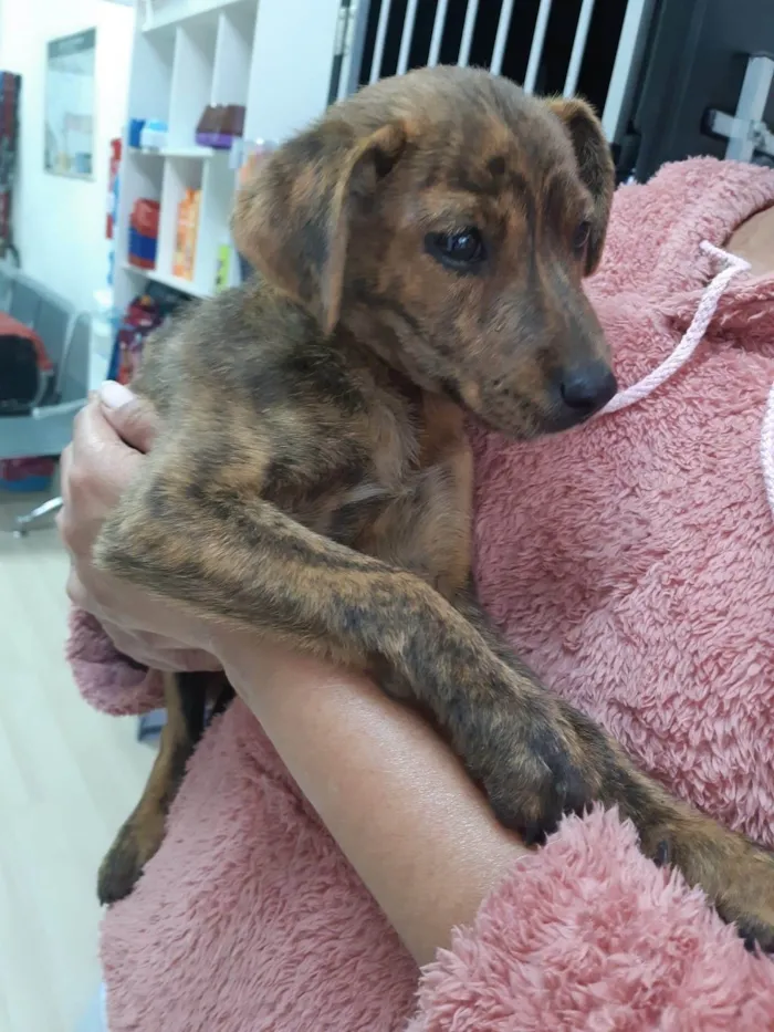 Cachorro raça SRD-ViraLata idade 2 a 6 meses nome Pepita