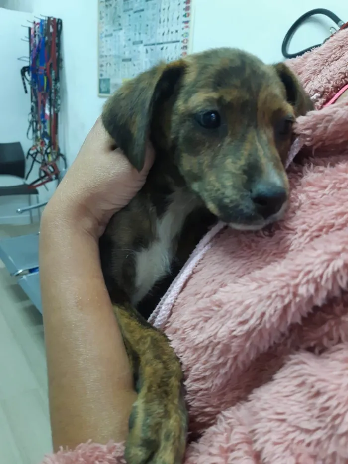Cachorro raça SRD-ViraLata idade 2 a 6 meses nome Pepita