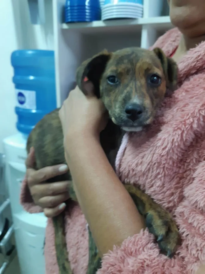 Cachorro raça SRD-ViraLata idade 2 a 6 meses nome Pepita