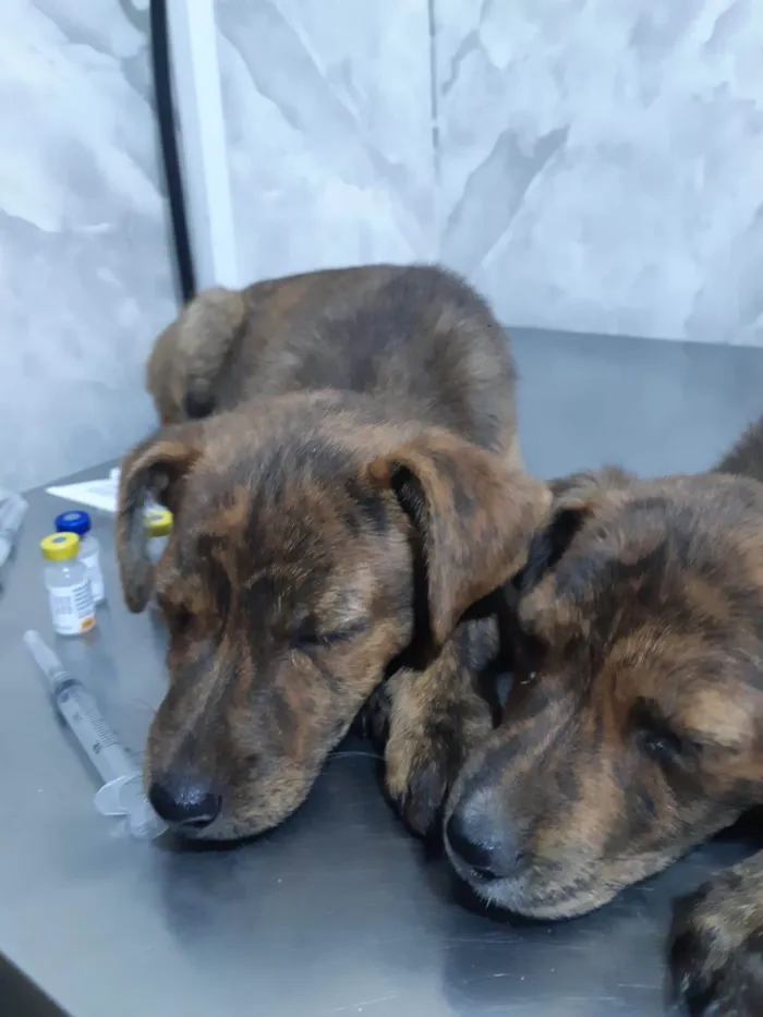 Cachorro raça SRD-ViraLata idade 2 a 6 meses nome Pepita