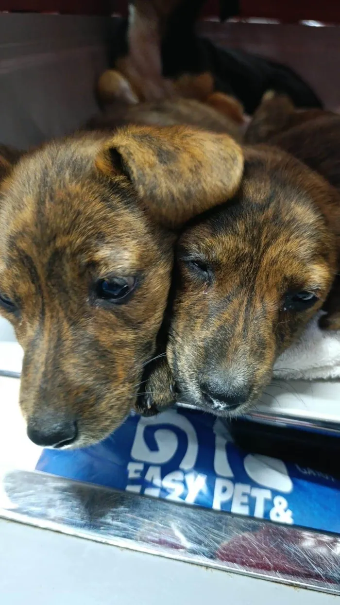 Cachorro raça SRD-ViraLata idade 2 a 6 meses nome Pepita