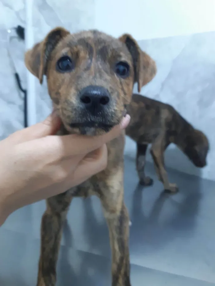 Cachorro raça SRD-ViraLata idade 2 a 6 meses nome Pepita