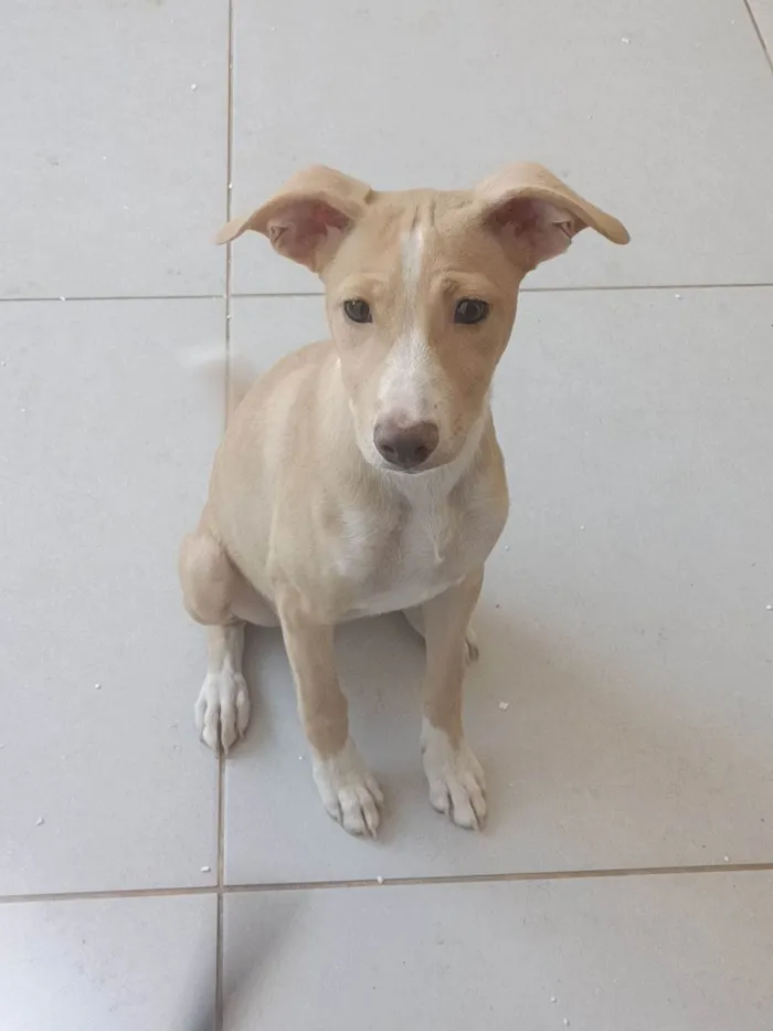 Cachorro ra a SRD-ViraLata idade 7 a 11 meses nome Aurora