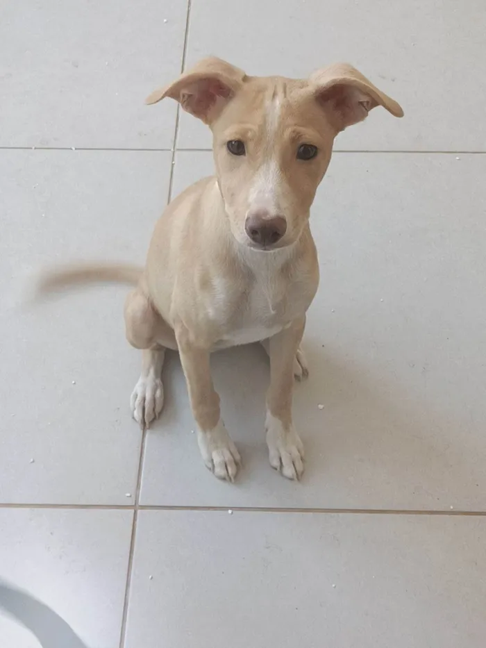 Cachorro ra a SRD-ViraLata idade 7 a 11 meses nome Aurora