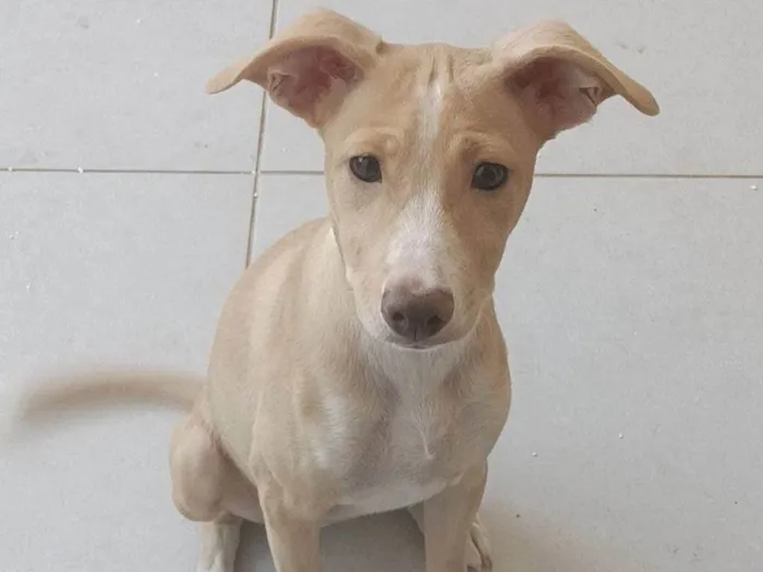 Cachorro ra a SRD-ViraLata idade 7 a 11 meses nome Aurora