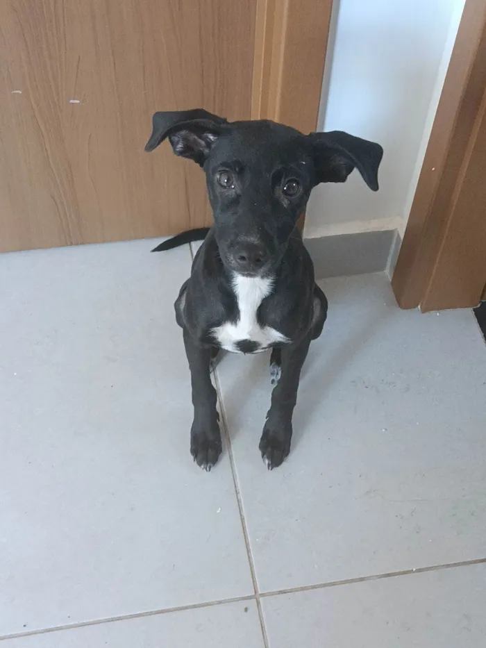 Cachorro ra a SRD-ViraLata idade 7 a 11 meses nome Preciosa