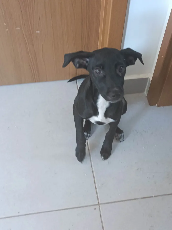 Cachorro ra a SRD-ViraLata idade 7 a 11 meses nome Preciosa
