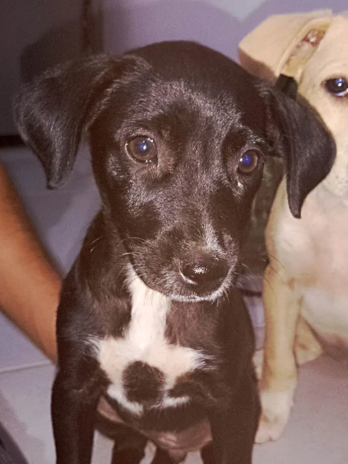 Cachorro ra a SRD-ViraLata idade 7 a 11 meses nome Preciosa