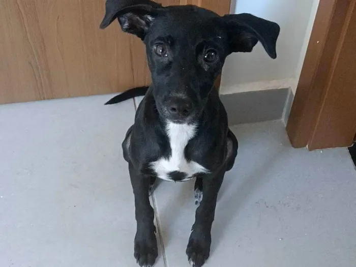 Cachorro ra a SRD-ViraLata idade 7 a 11 meses nome Preciosa