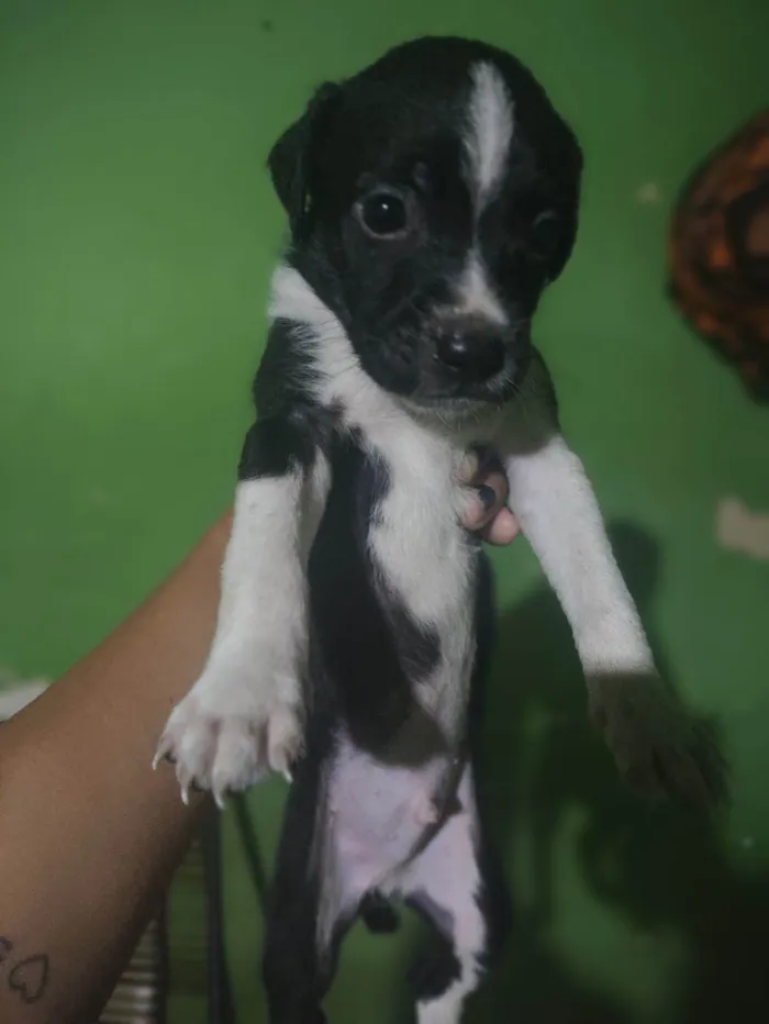 Cachorro ra a SRD-ViraLata idade Abaixo de 2 meses nome Cachorro 
