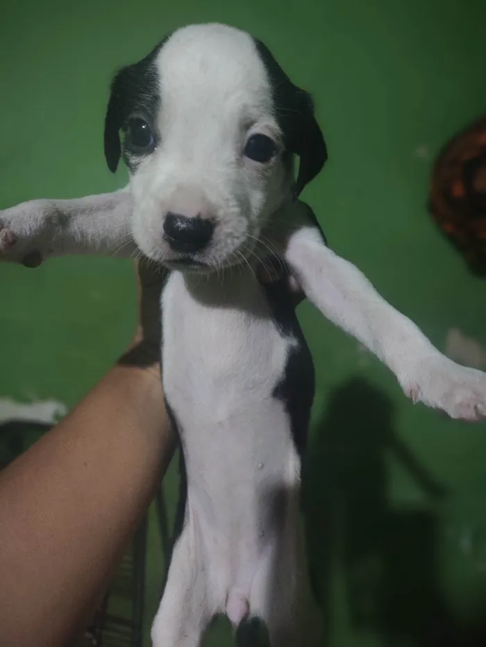 Cachorro ra a SRD-ViraLata idade Abaixo de 2 meses nome Cachorro 