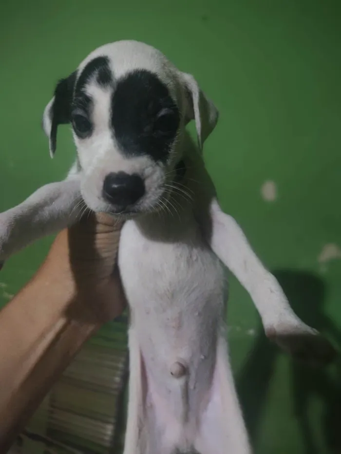 Cachorro ra a SRD-ViraLata idade Abaixo de 2 meses nome Cachorro 