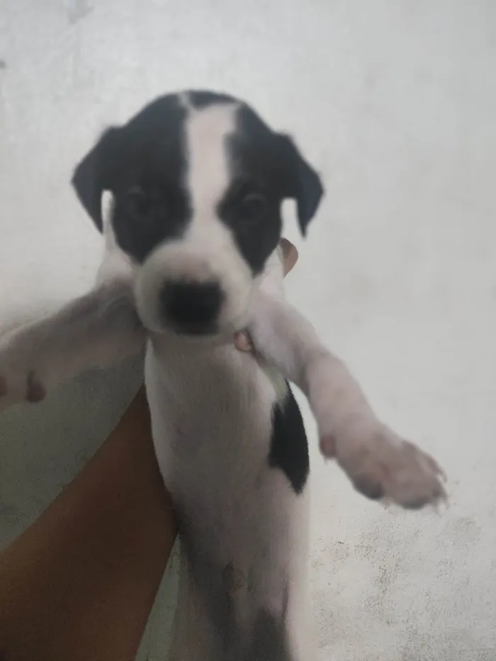Cachorro ra a SRD-ViraLata idade Abaixo de 2 meses nome Cachorro 