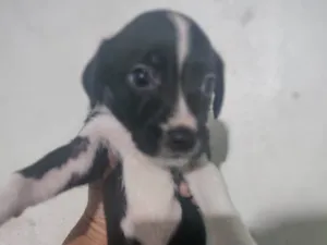 Cachorro raça SRD-ViraLata idade Abaixo de 2 meses nome Cachorro 
