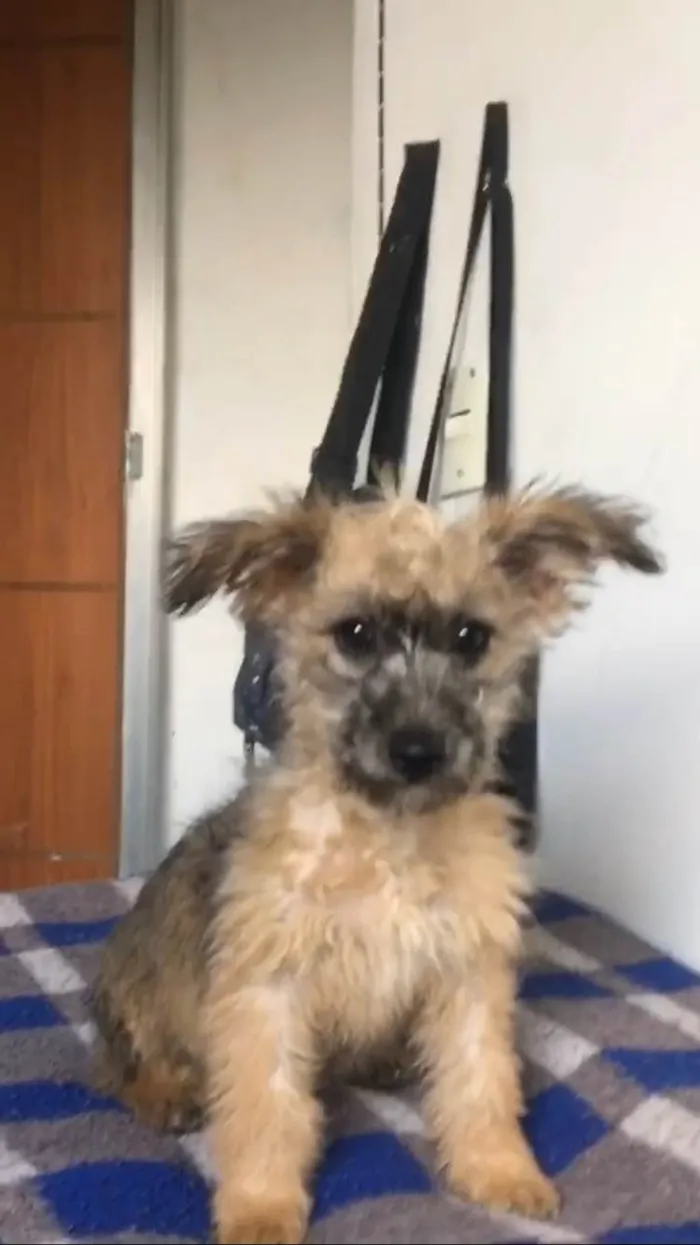 Cachorro ra a SRD-ViraLata idade 2 a 6 meses nome Cristal 